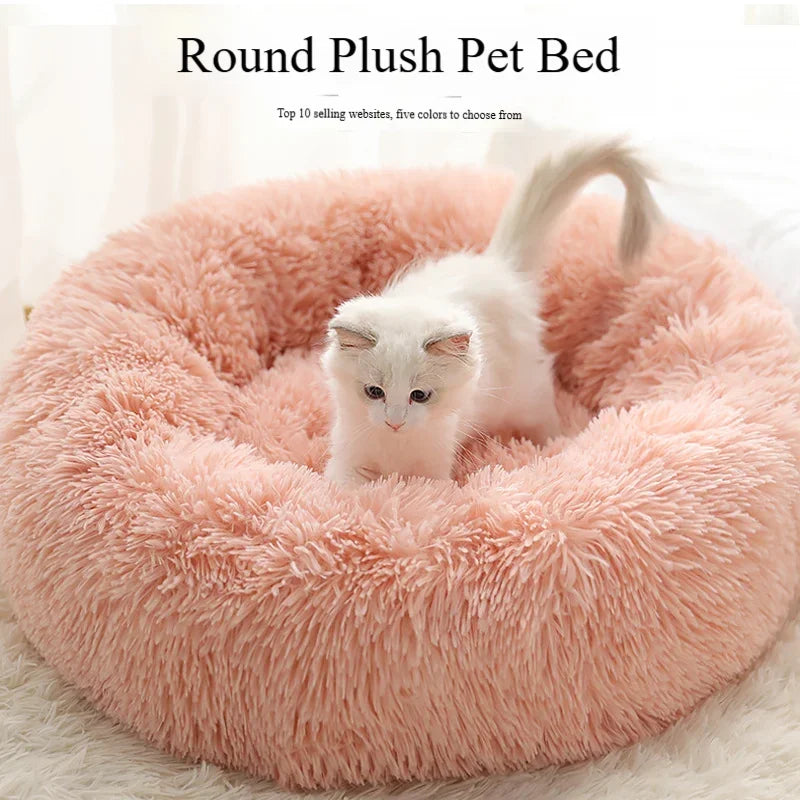 White kitten sitting in a round pink plush pet bed on a soft carpet, cozy cat bedding
