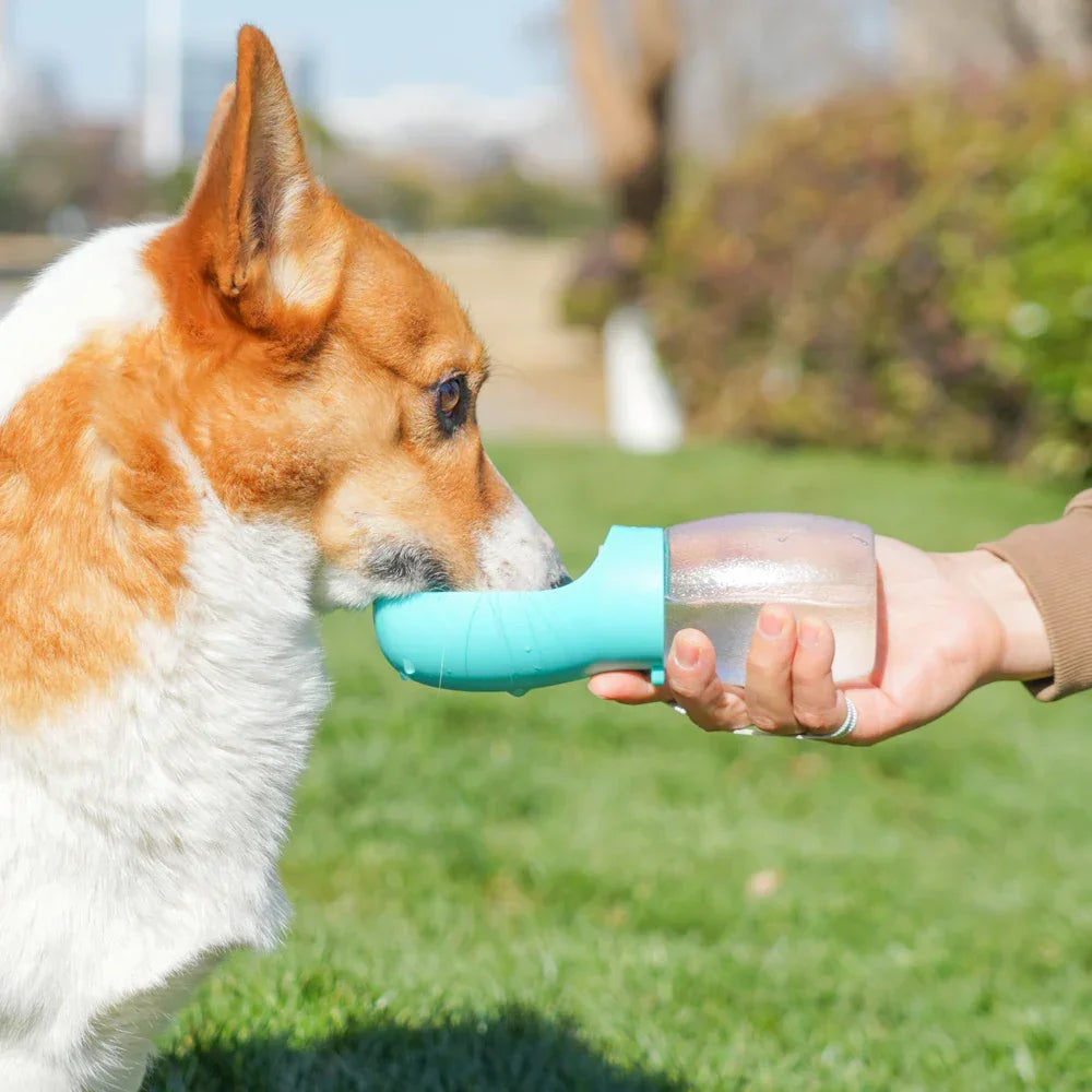 Corgi drinking water outdoors from a portable dog water bottle held by a person