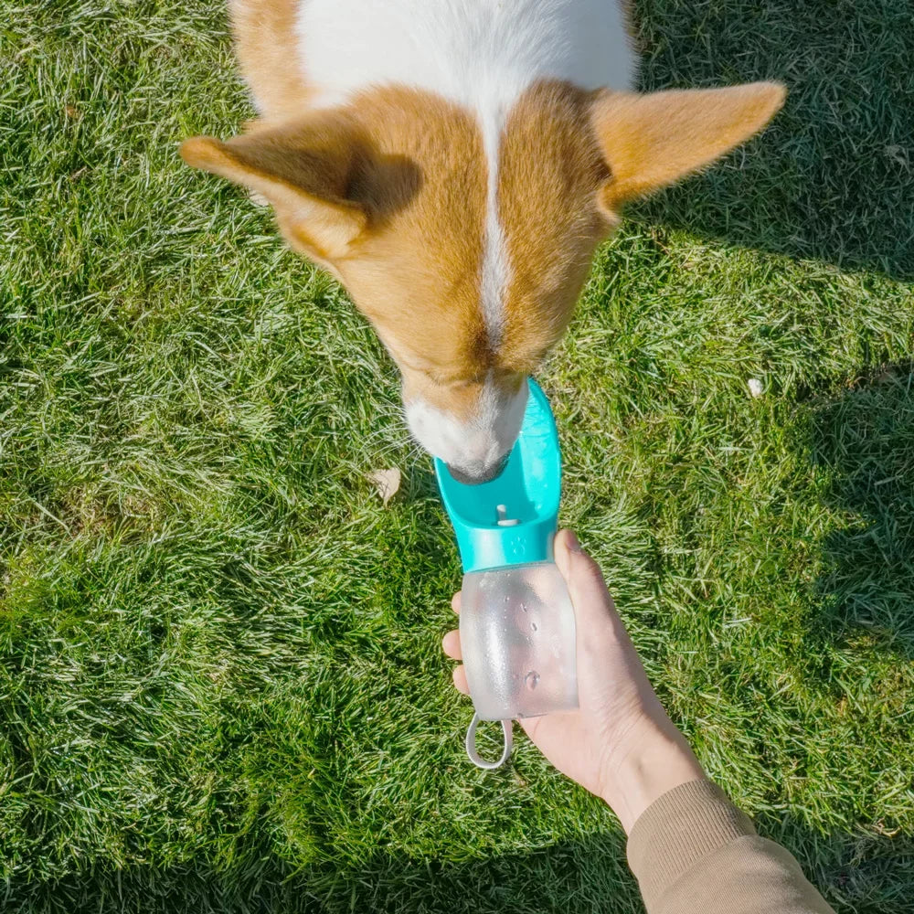 Dog drinking from a portable pet water bottle on grass outdoors